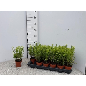 EUONYMUS OV