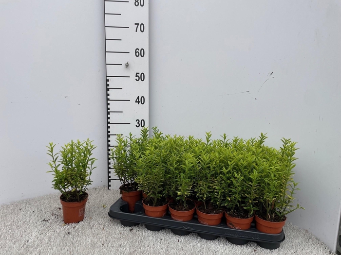 <h4>EUONYMUS OV</h4>