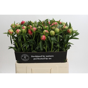 Paeonia Coral Charm