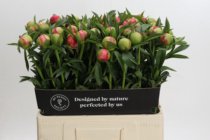 <h4>Paeonia Coral Charm</h4>