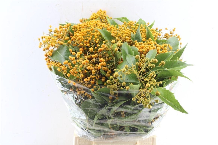 <h4>Pitto Rombifolia 250 Gram</h4>