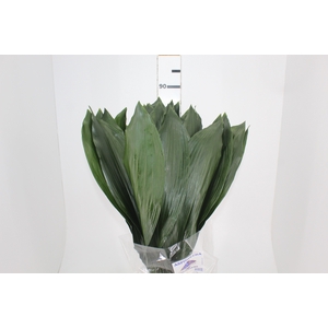 FOLHAGEM ASPIDISTRA ELATIOR 080 CM