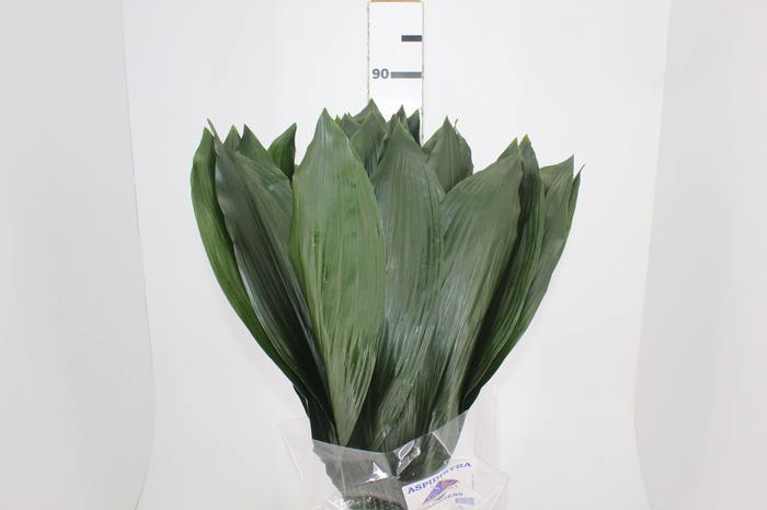 <h4>FOLHAGEM ASPIDISTRA ELATIOR 080 CM</h4>