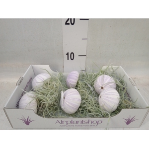 Tillandsia usneoides