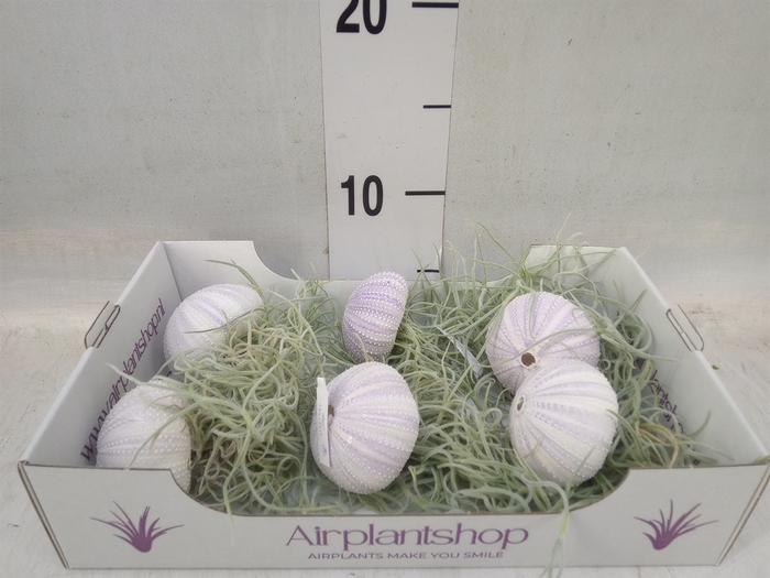 <h4>Tillandsia usneoides</h4>