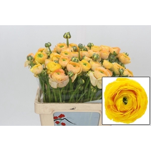Ranunculus Ov