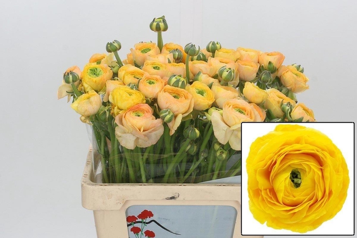 <h4>Ranunculus Ov</h4>