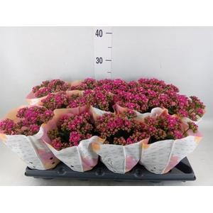 Kalanchoe blos. ..rosebud