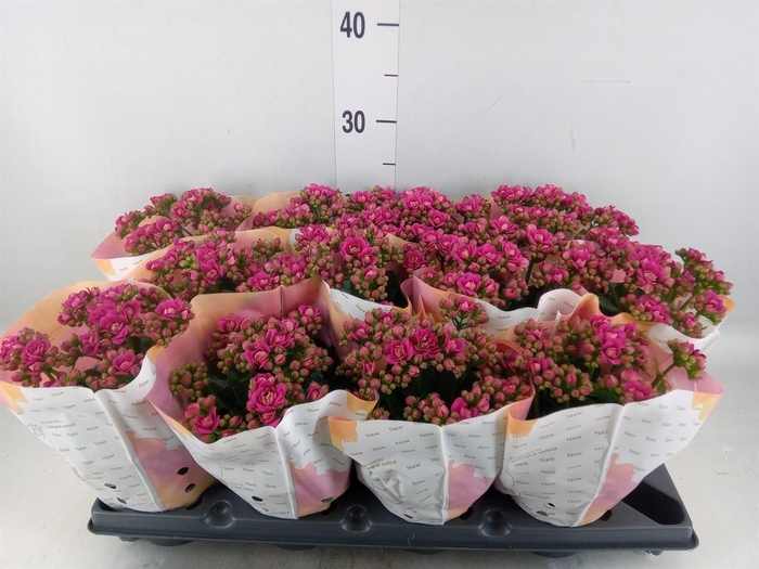 <h4>Kalanchoe blos.   ..rosebud</h4>