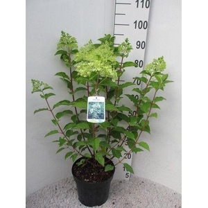 Hydrangea pan. Phantom 50-60 cm struik P26 C7,5