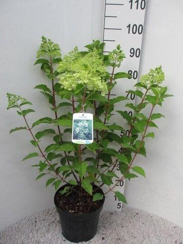 <h4>Hydrangea pan. Phantom 50-60 cm struik P26 C7,5</h4>