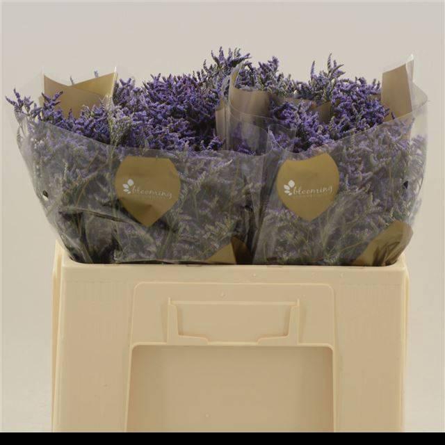 <h4>LIM SAF DARK BLUE</h4>