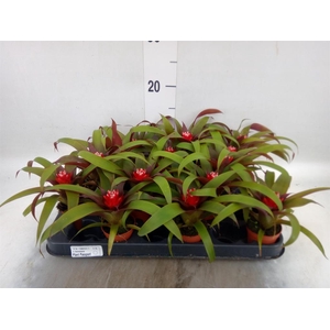 Guzmania  'Priscilla'
