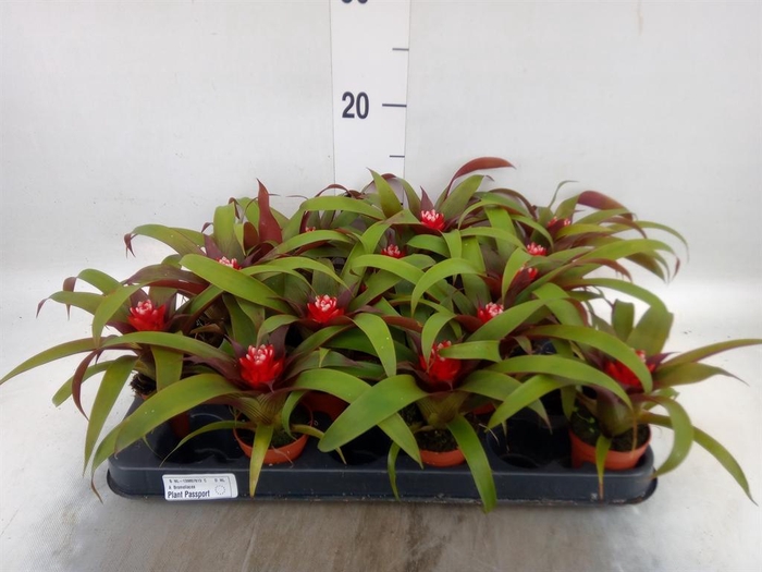 <h4>Guzmania  'Priscilla'</h4>
