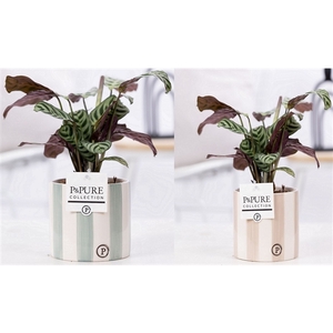 Ctenanthe Burle Marxii in P&PURE Eline 2 ceramics ass. 2