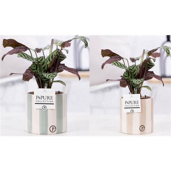 <h4>Ctenanthe Burle Marxii in P&PURE Eline 2 ceramics ass. 2</h4>