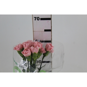 CRAVO 060 CM ROSA