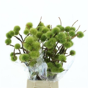 CASTANEA SATIVA