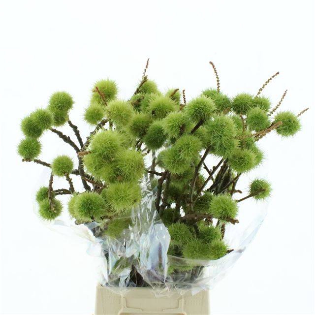 <h4>CASTANEA SATIVA</h4>