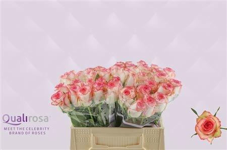 <h4>R GR JUMILIA</h4>