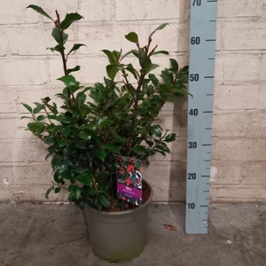 ILEX MES BLUE MAID