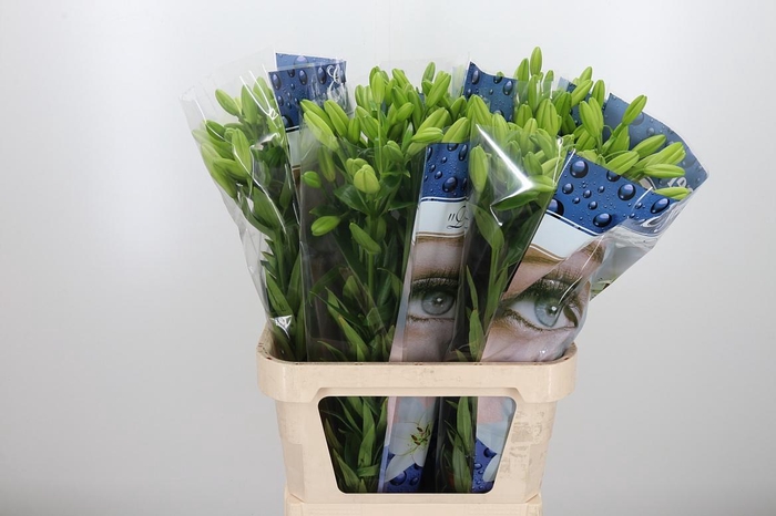 <h4>Li La Eyeliner</h4>