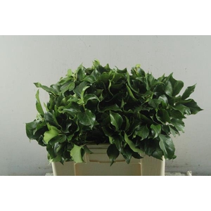 Deco Gr Hedera Groen Pak