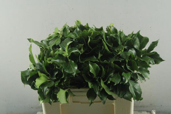 <h4>Deco Gr Hedera Groen Pak</h4>