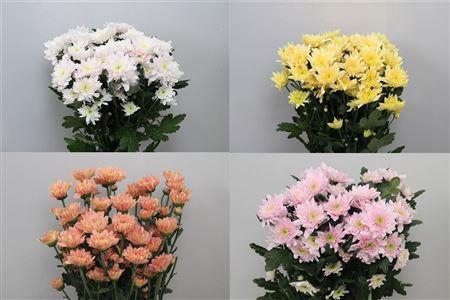 <h4>Chr T Pastel Mix</h4>