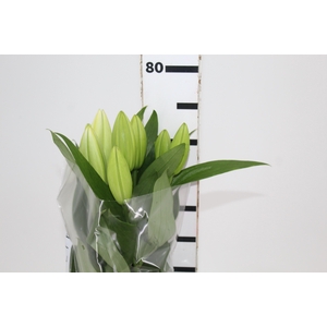 LIRIO PETACAS 070 CM HT 2/3 FLS