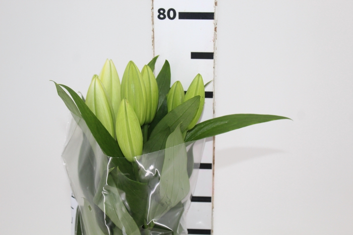<h4>LIRIO PETACAS 070 CM HT 2/3 FLS</h4>