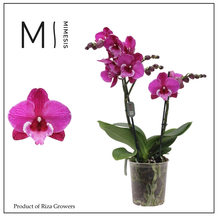 <h4>Phalaenopsis Black Bear 2 spike - 12cm | Mimesis</h4>