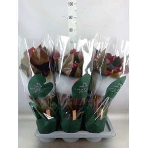 Anthurium andr. 'Delicata'