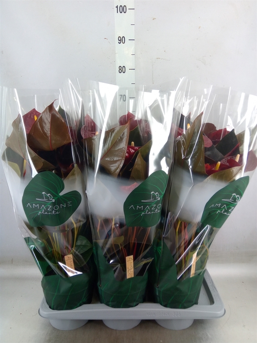 <h4>Anthurium andr. 'Delicata'</h4>