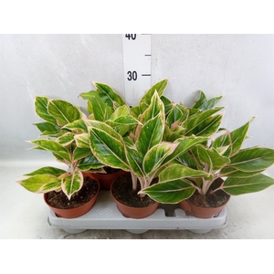 Aglaonema   ...