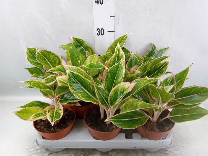 Aglaonema   ...