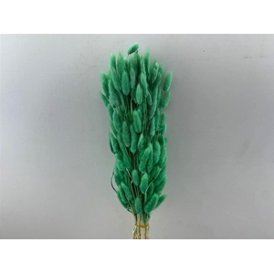 Dried Lagurus Bl Mint Green Bunch