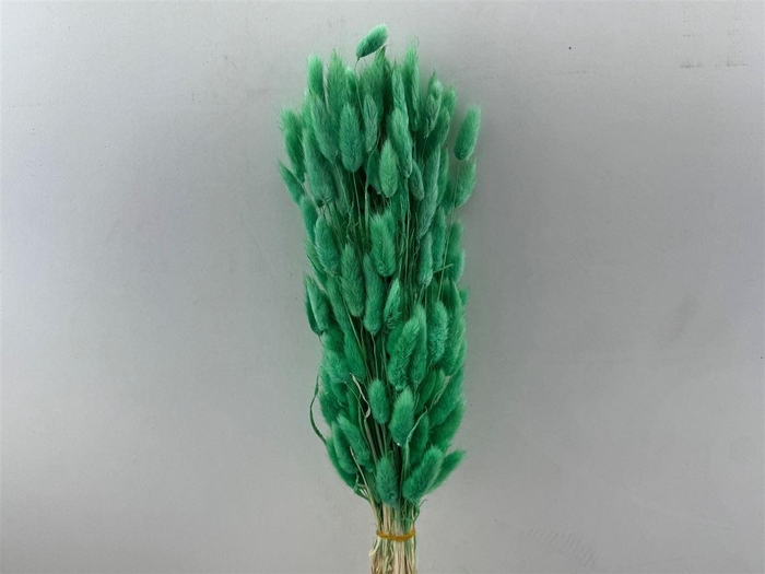 Dried Lagurus X5 Bl Mint Green Bunch