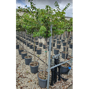 Malus 'Evereste'