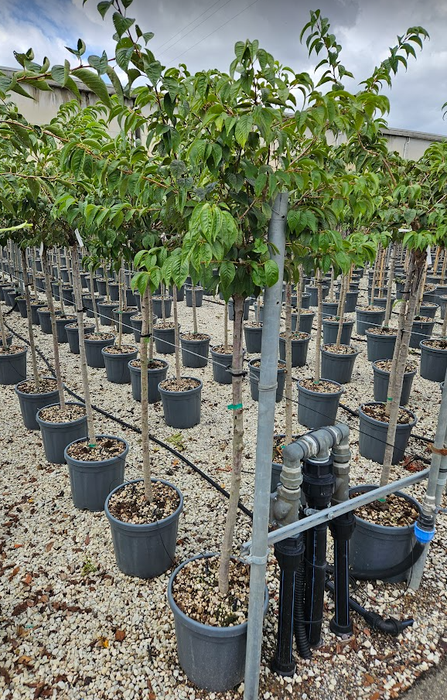 <h4>Malus 'Evereste'</h4>