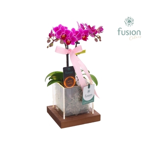 Acryl bakje LED met Phalaenopsis Love met lint