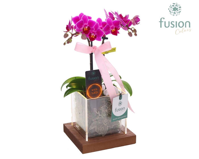 <h4>Acryl bakje LED met Phalaenopsis Love met lint</h4>