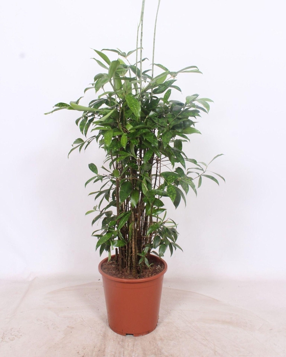 <h4>Dracaena surculosa</h4>