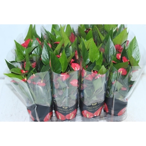 ANTHURIUM MINI MILLION FLOWERS P09