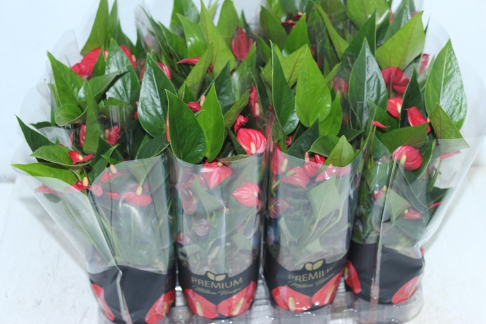 <h4>ANTHURIUM MINI MILLION FLOWERS P09</h4>