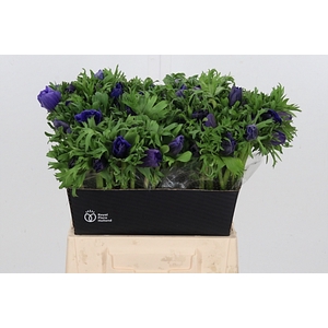 Anemone Galil Blauw