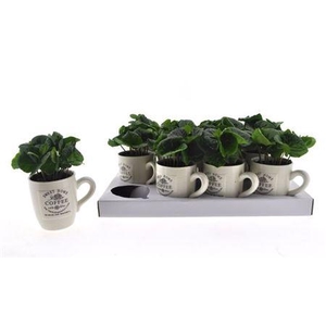 Coffea Arabica In Cups