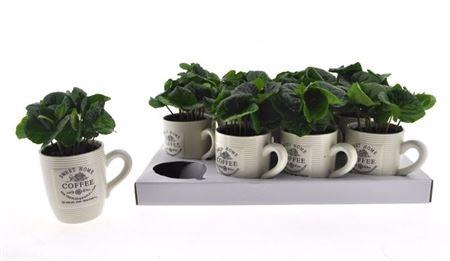 Coffea Arabica In Beker