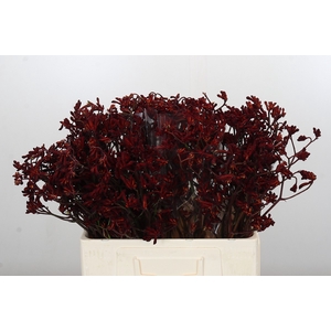 Anigozanthos Bush Ruby