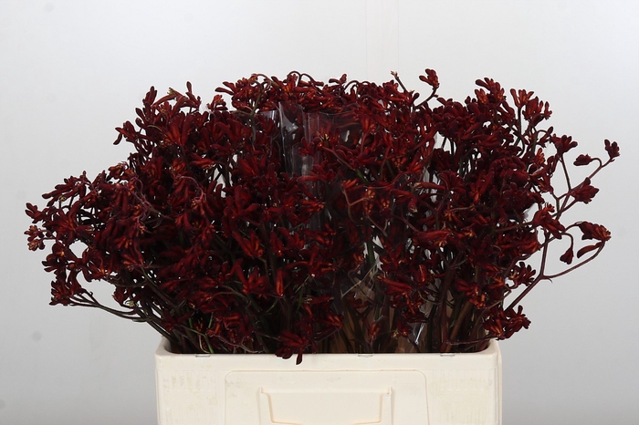 Anigozanthos Bush Ruby